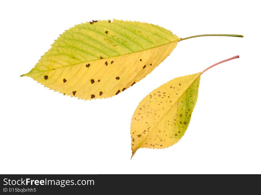 Two yellow leaves isolated on white background