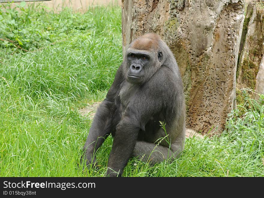 Old Gorilla