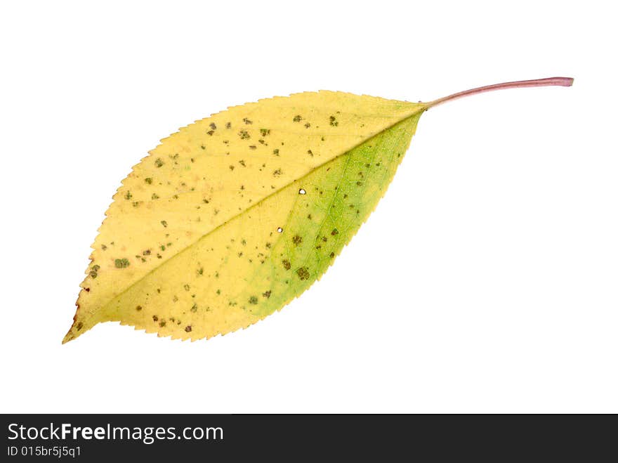 Yellow leaf isolated on white background. Yellow leaf isolated on white background