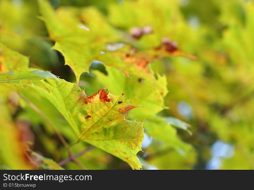 Floral background with autumn leaves