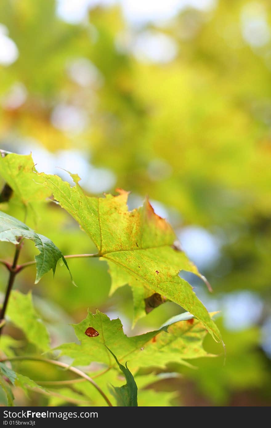 Floral background with autumn leaves