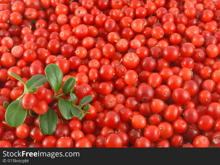 Cowberries