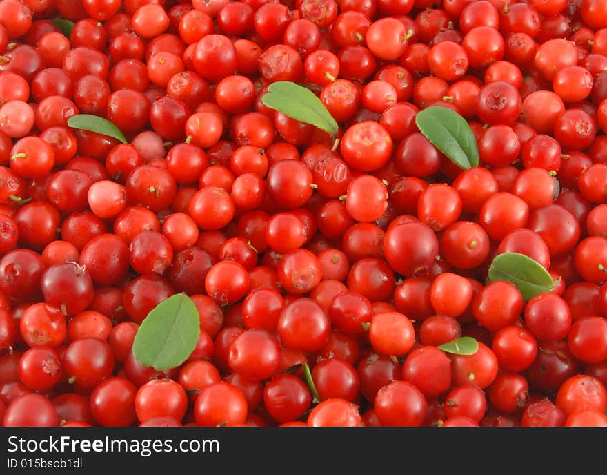 Ripe Cowberries