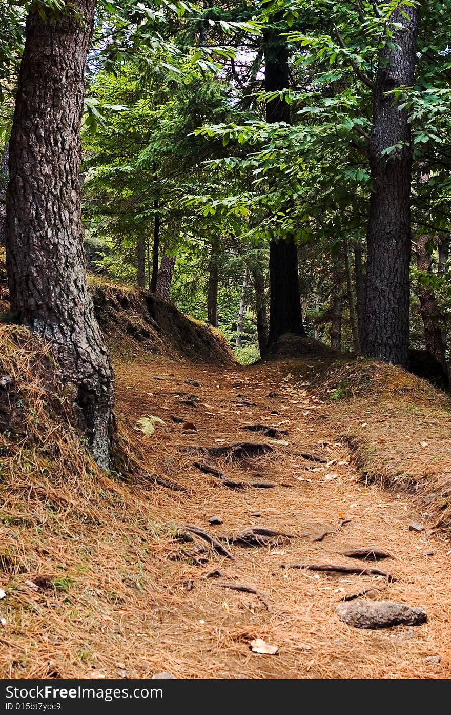 Path in the wood with fallen leaves