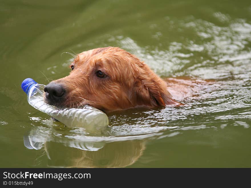 Dog picking up rubbish in the pool