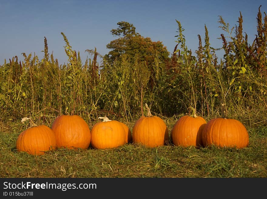 A row of freshly picked pumpkins in a field. A row of freshly picked pumpkins in a field