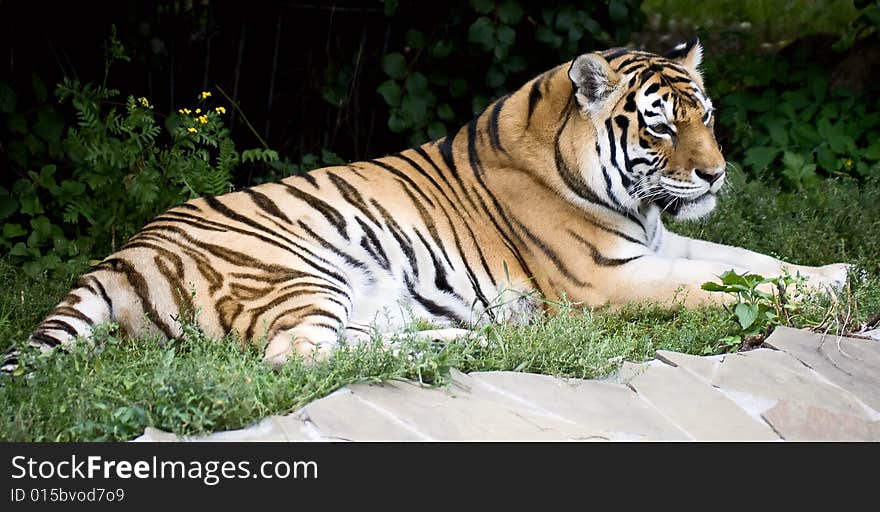 Portrait of Amur tiger at rest. Portrait of Amur tiger at rest