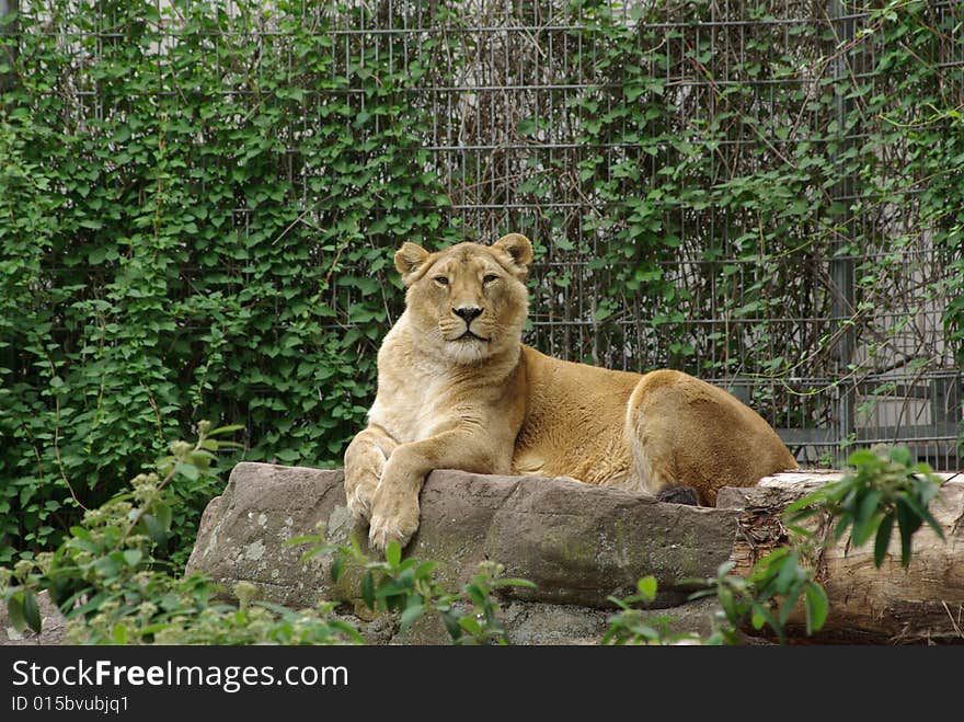 Lion lady laying down