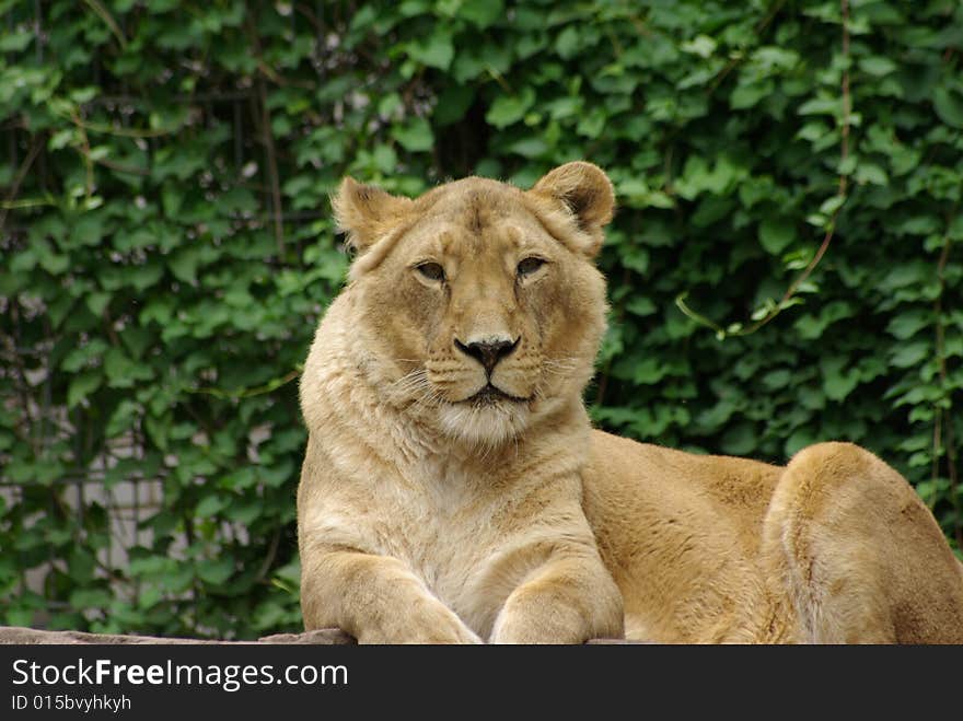 Lion lady is laying down outside