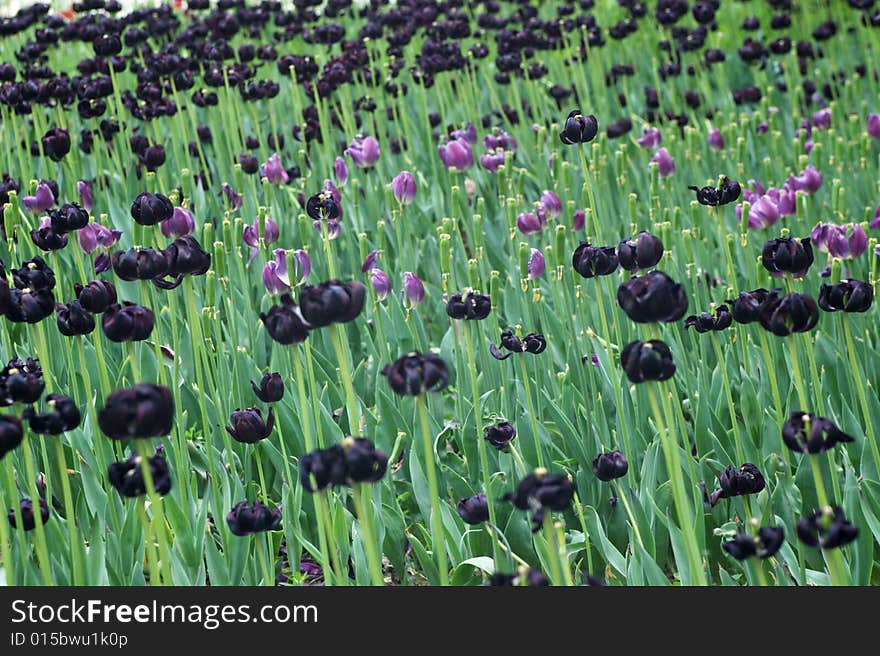 Purple tulip