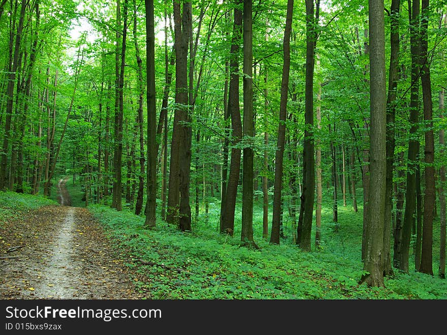 Path in forest