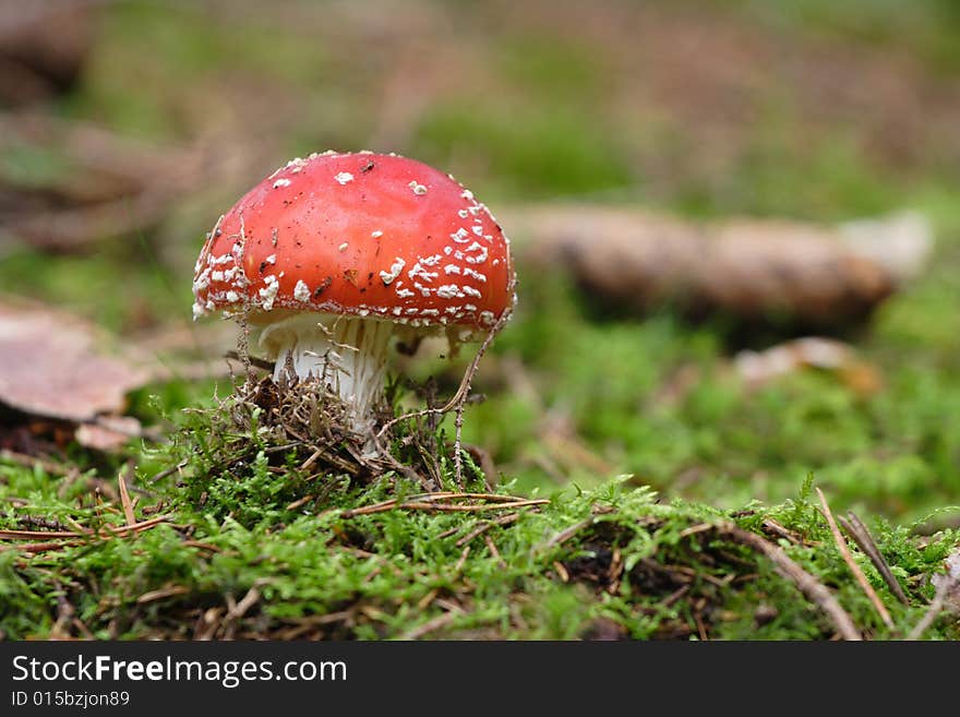 The Red Poisonous Toadstool Mushroom