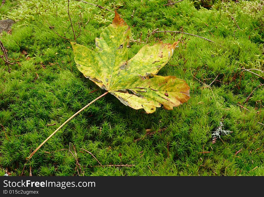 Autumn Background