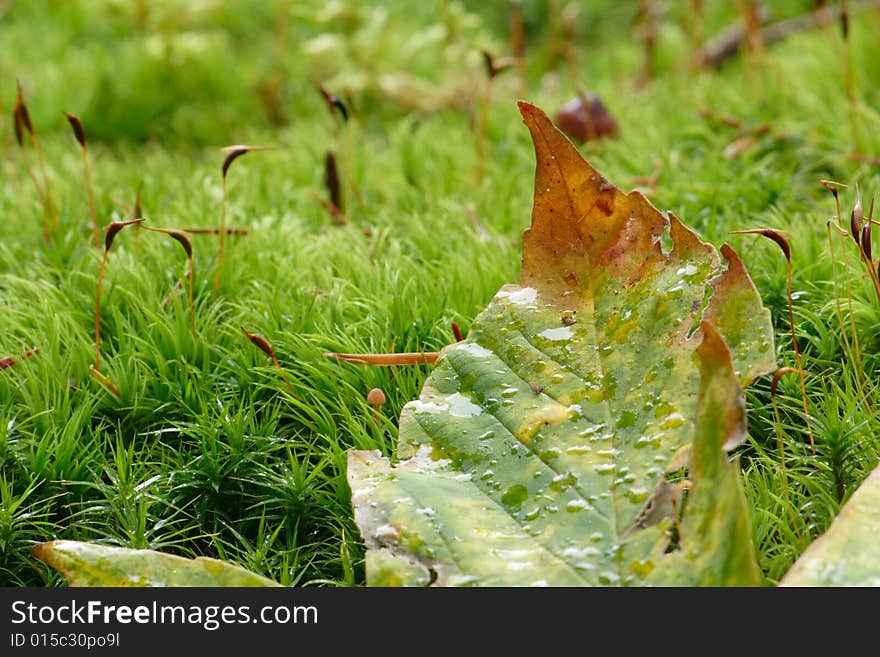 Autumn Background