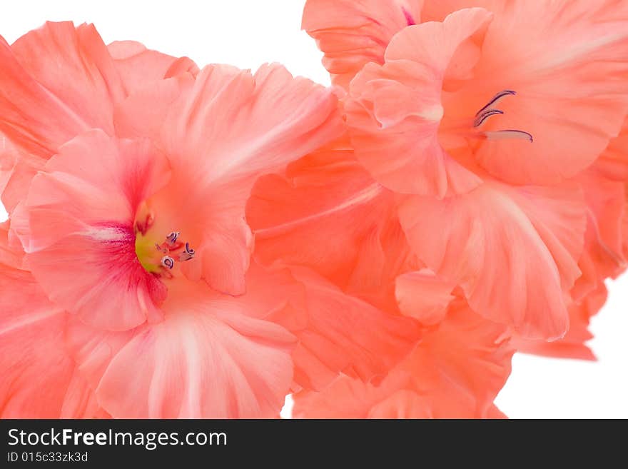 Red gladiolus isolated on a white