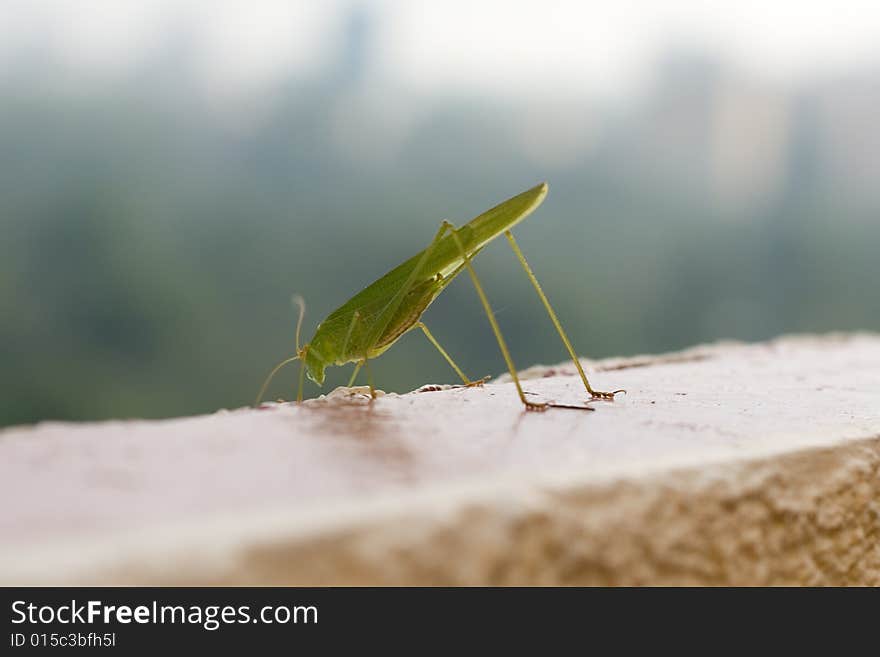 Close up to green grasshoppergrashopper. Close up to green grasshoppergrashopper