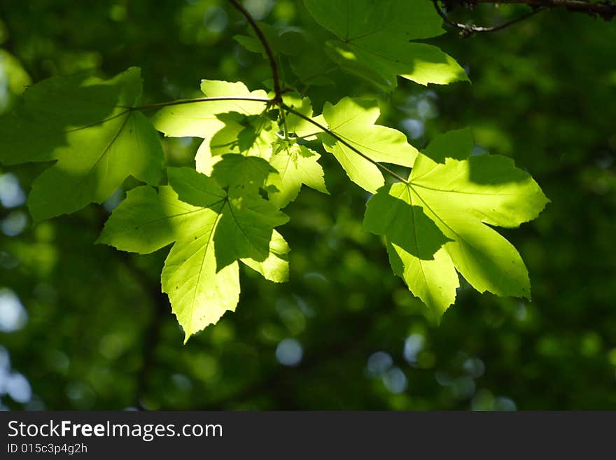 Green Leaves