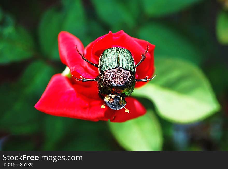 Colored beetle on red rose. Colored beetle on red rose