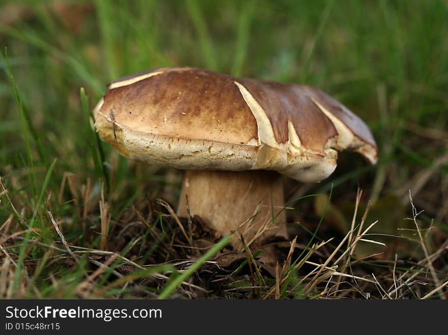 Autumn scene: big brown mushroom