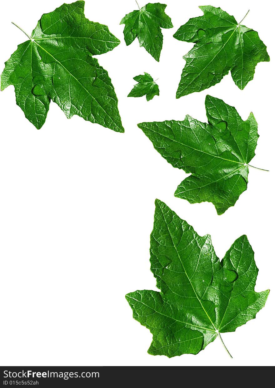 Green leafs on white background