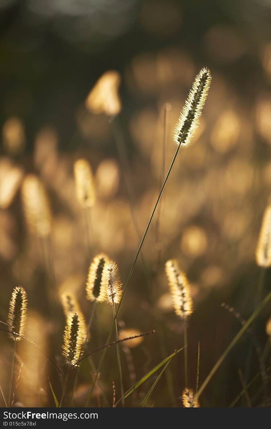 Close-up view of dry reeds at sunset. Close-up view of dry reeds at sunset