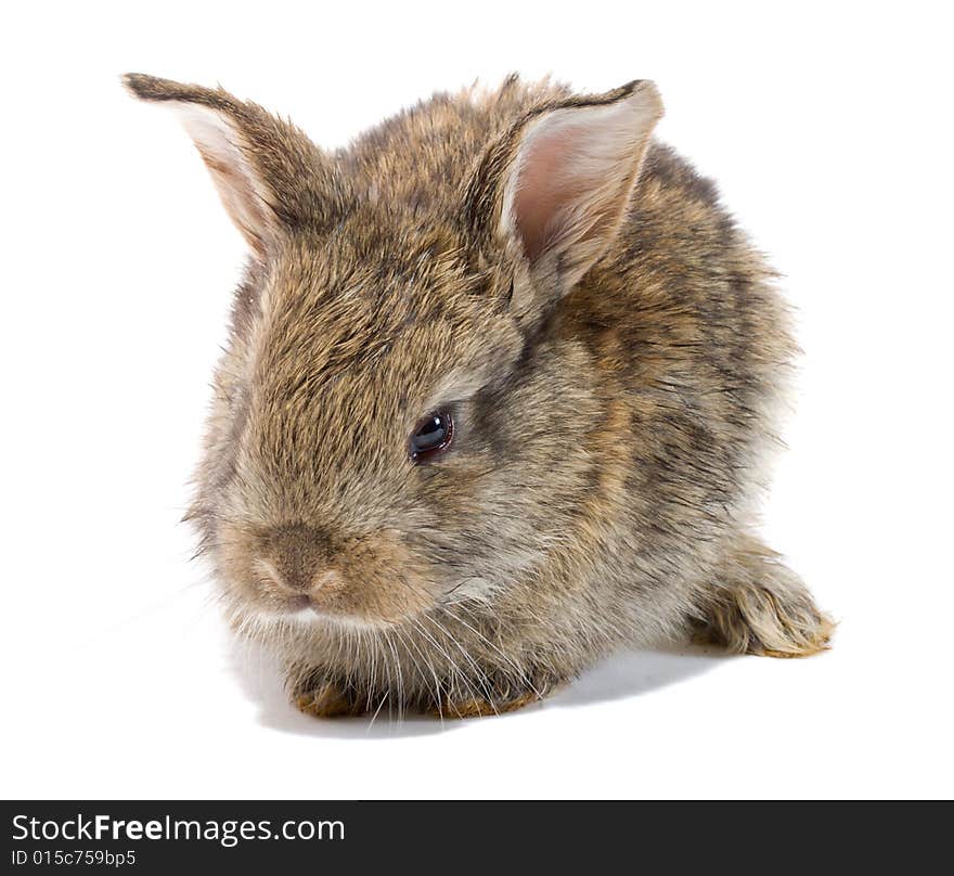 Close-up small baby rabbit, isolated on white