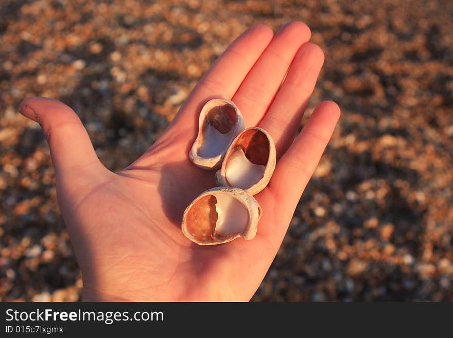 Hand showing shells with pebbly background. Hand showing shells with pebbly background