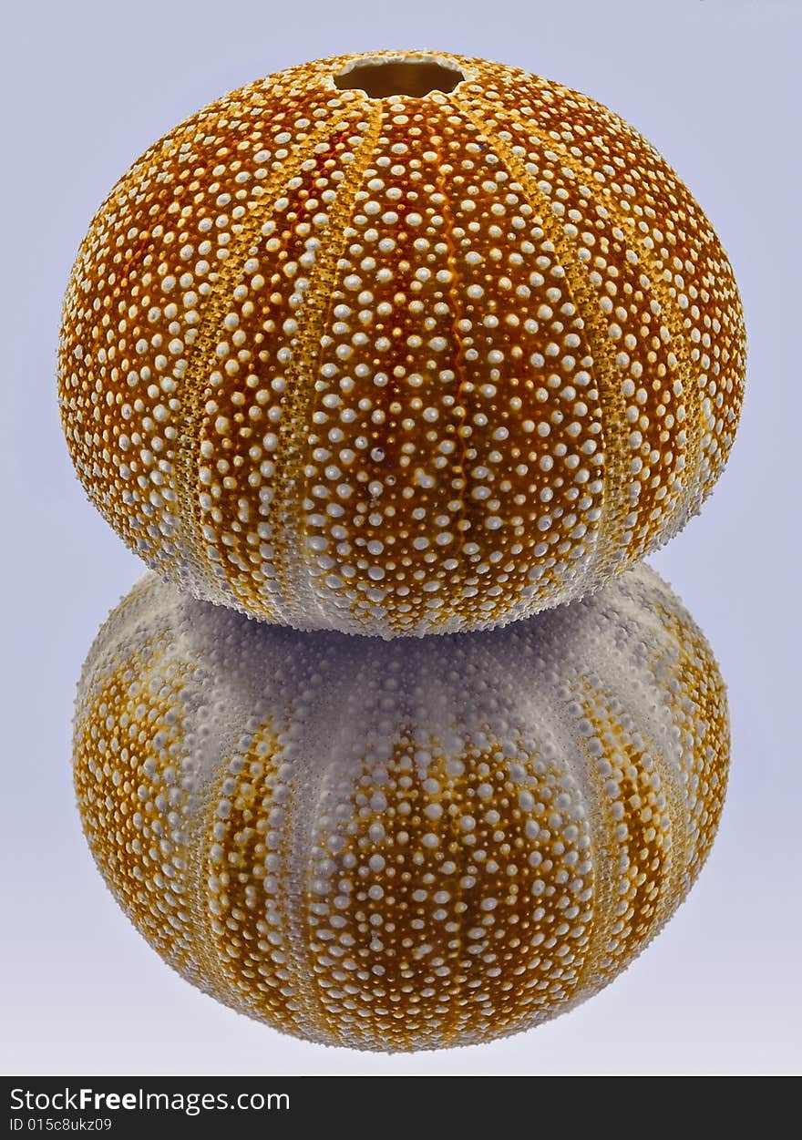 Close Up Urchin Sea Shell with symmetrical mirror reflection. Close Up Urchin Sea Shell with symmetrical mirror reflection.