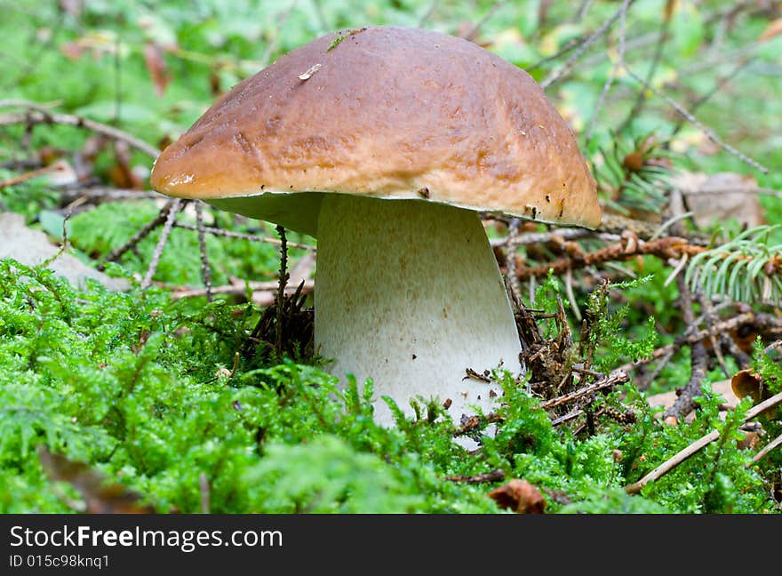 Close-up boletus in forest. Close-up boletus in forest