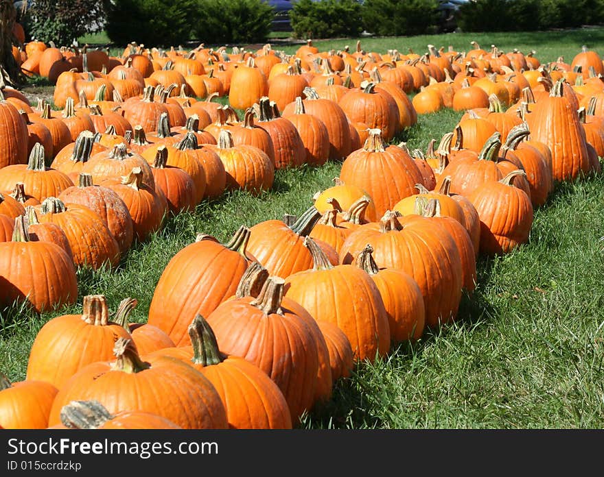 Pumpkin Field