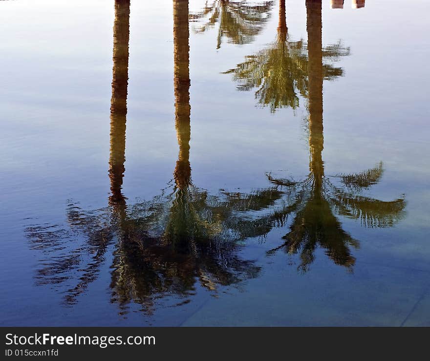 Reflections of palm trees in water. Reflections of palm trees in water.