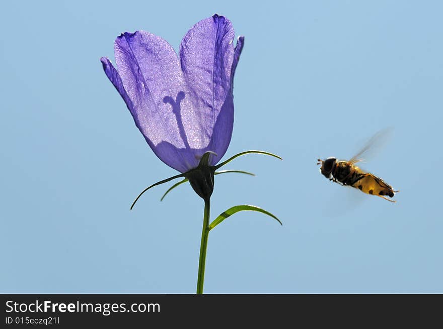 Purple Flower And Hovering Bee