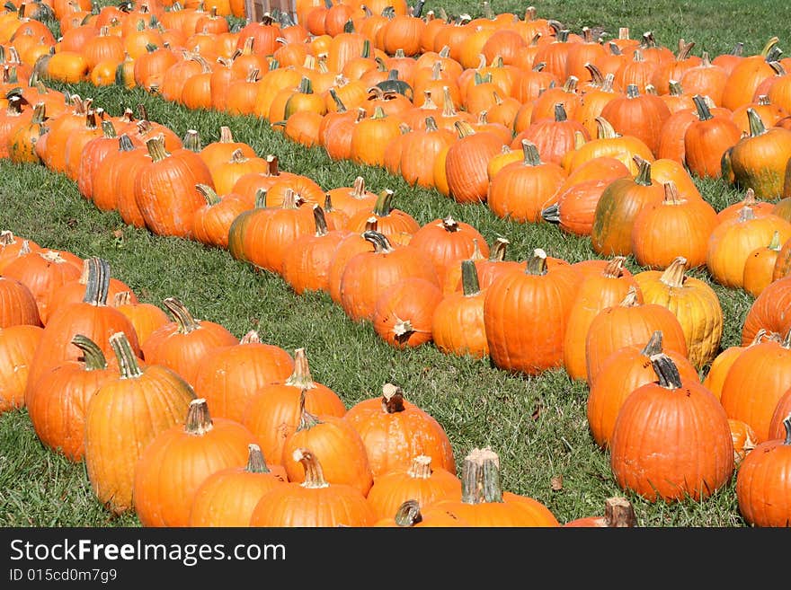 Pumpkin field