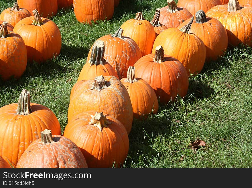 Pumpkin Field