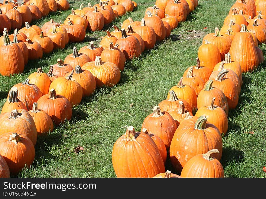 Pumpkin Field