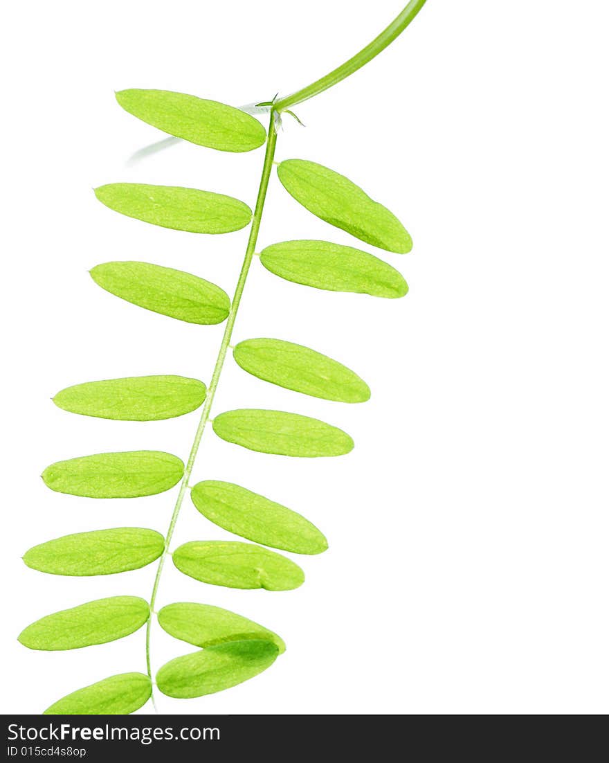 Young green leaves against white background