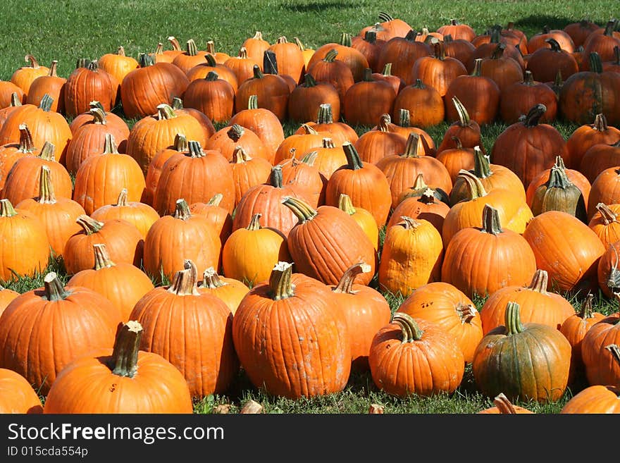 Pumpkin field