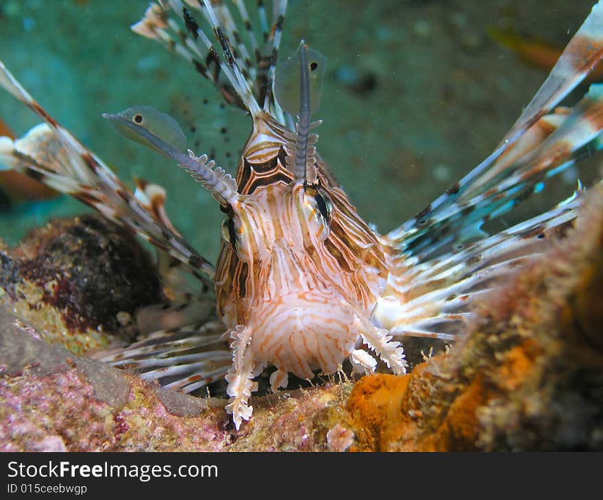 Face of Lion fish, Red Sea, Egypt. Face of Lion fish, Red Sea, Egypt