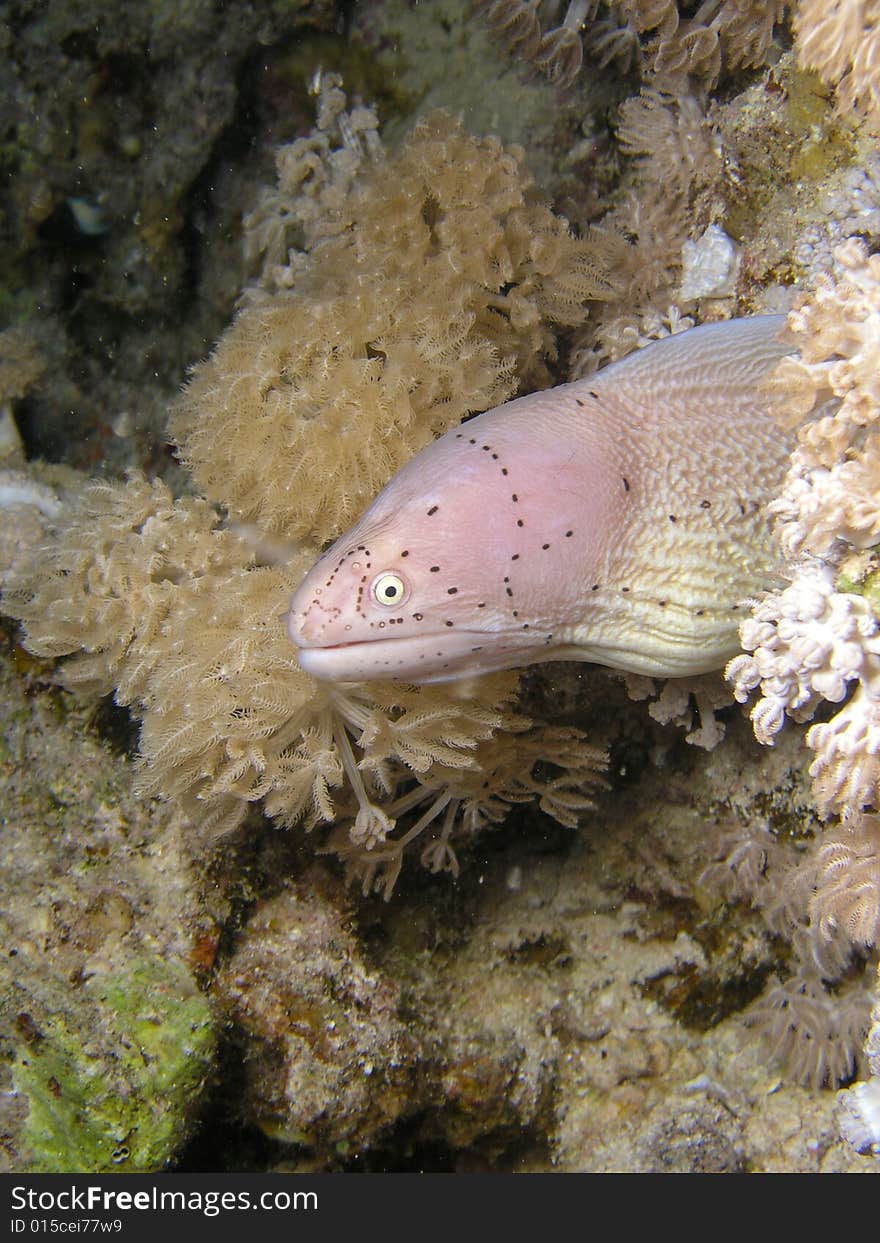 Pepper Morey eel hiding inside the coral, Red Sea, Egypt. Pepper Morey eel hiding inside the coral, Red Sea, Egypt