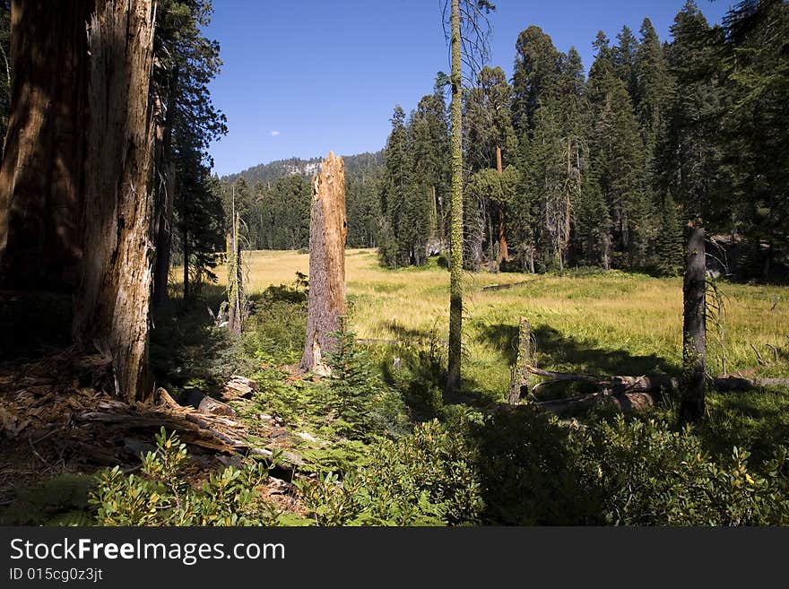 Forest meadow in sequoia national park. Forest meadow in sequoia national park.