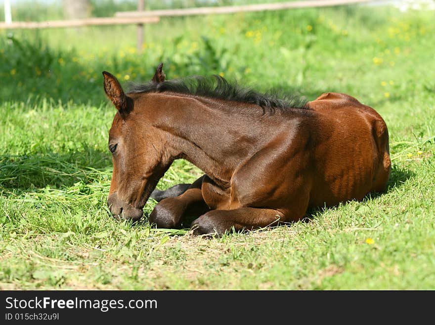 Brown foal sleeping in pasture. Brown foal sleeping in pasture.