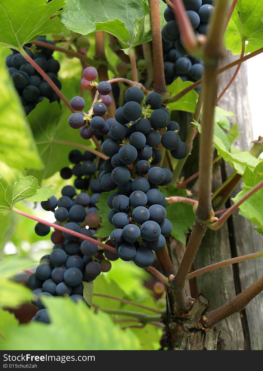 Blue grapes between wine leaves