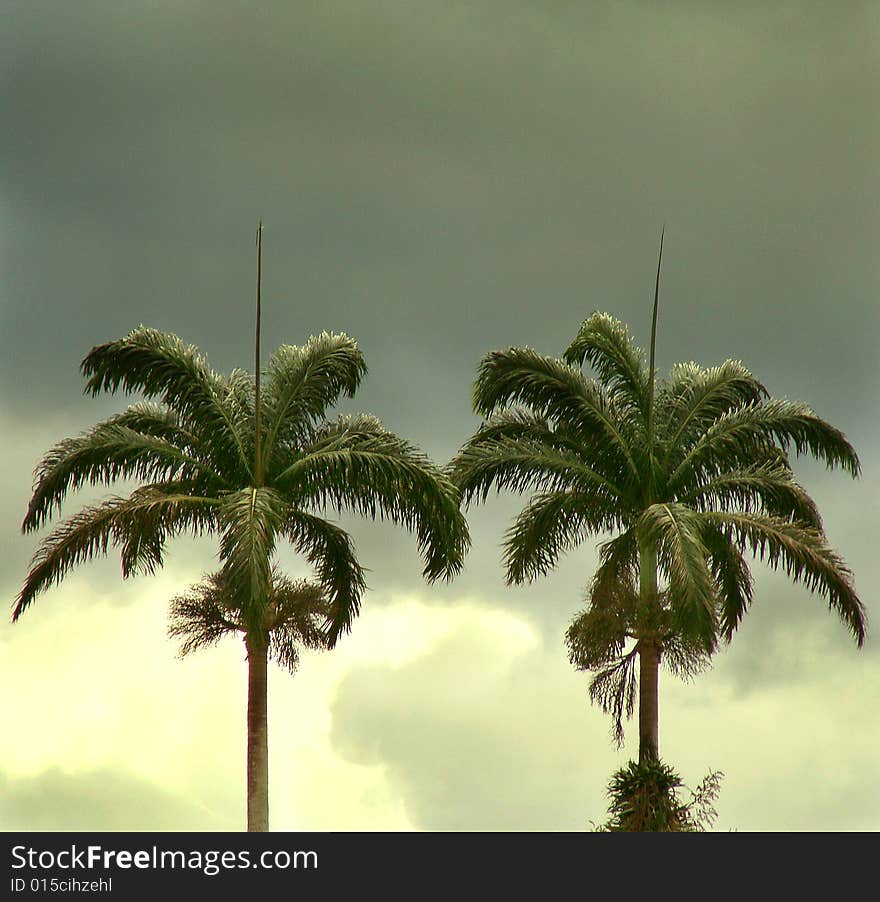 Part of two high pine trees in a tropical climate