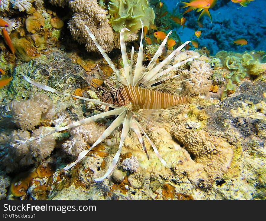 Lion Fish at coral reef