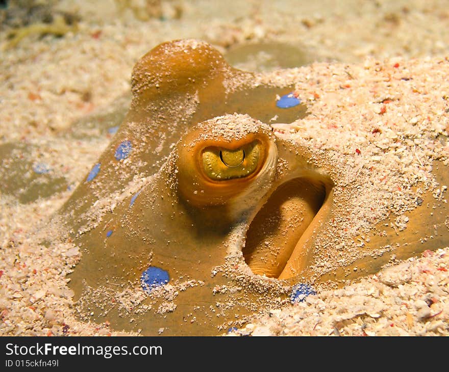 Eye of Blue spotted stingray - in sand. Eye of Blue spotted stingray - in sand