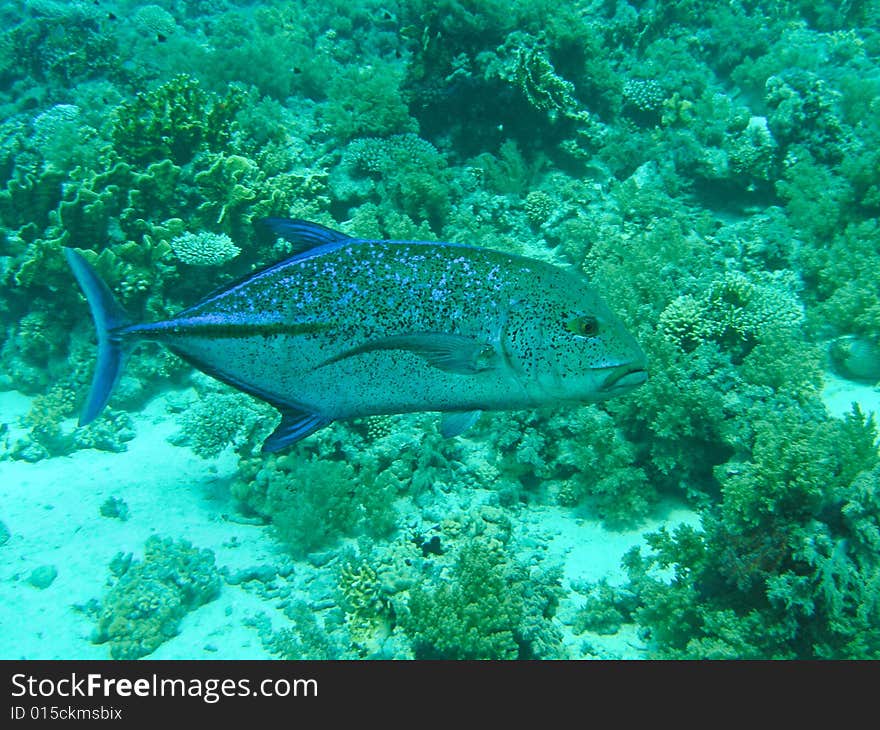 Blue fin Jack fish - Trevally