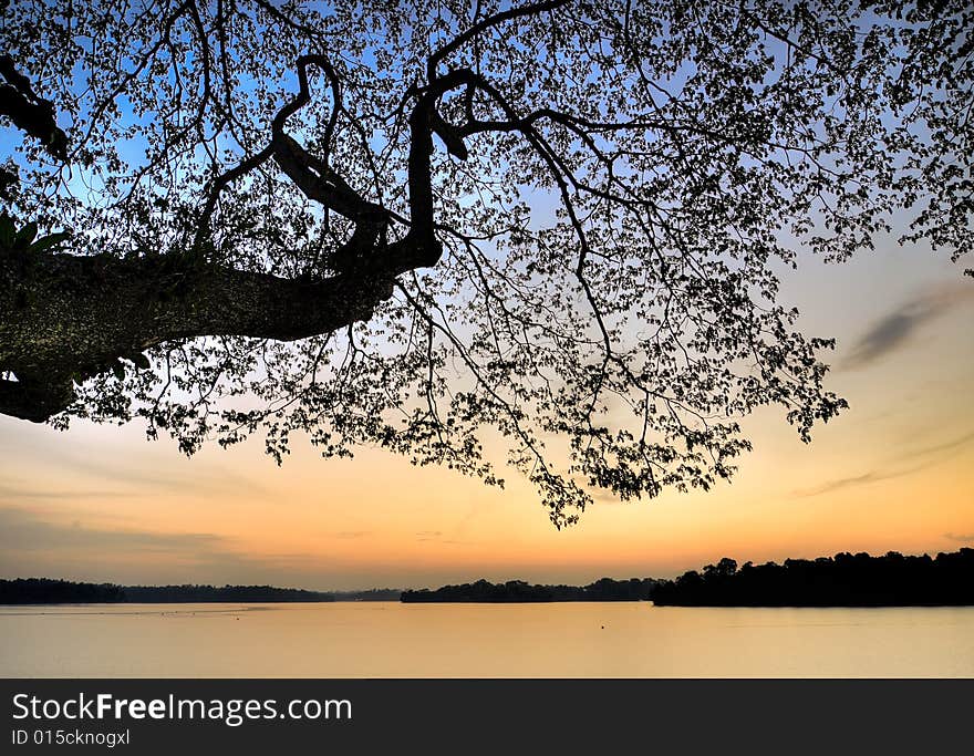 Silhouette of huge branch of a tree leaning over a lake at dusk