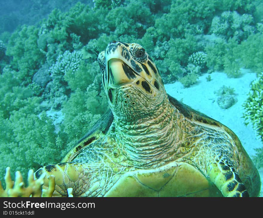 Head Of Green Turtle, Red Sea