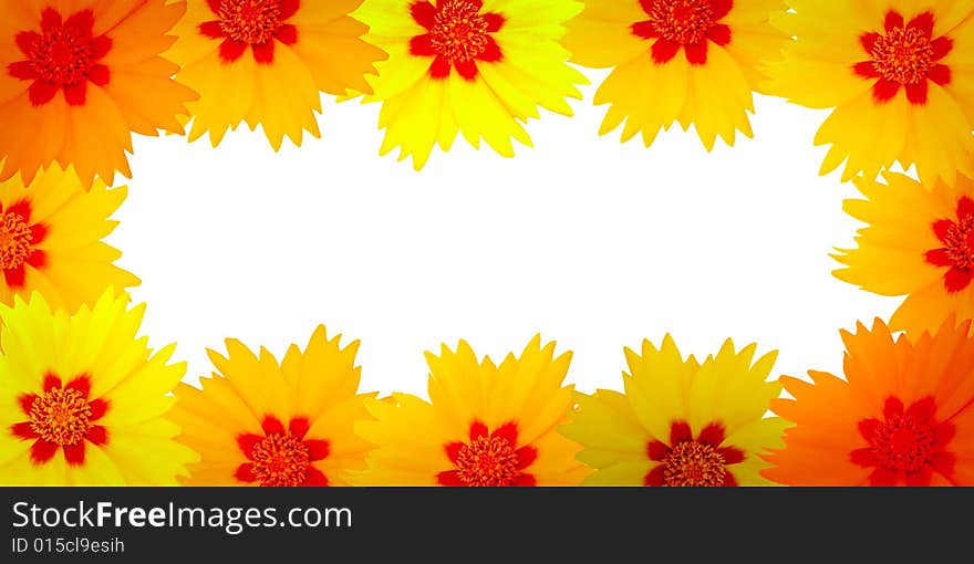 Frame from flowers on white background