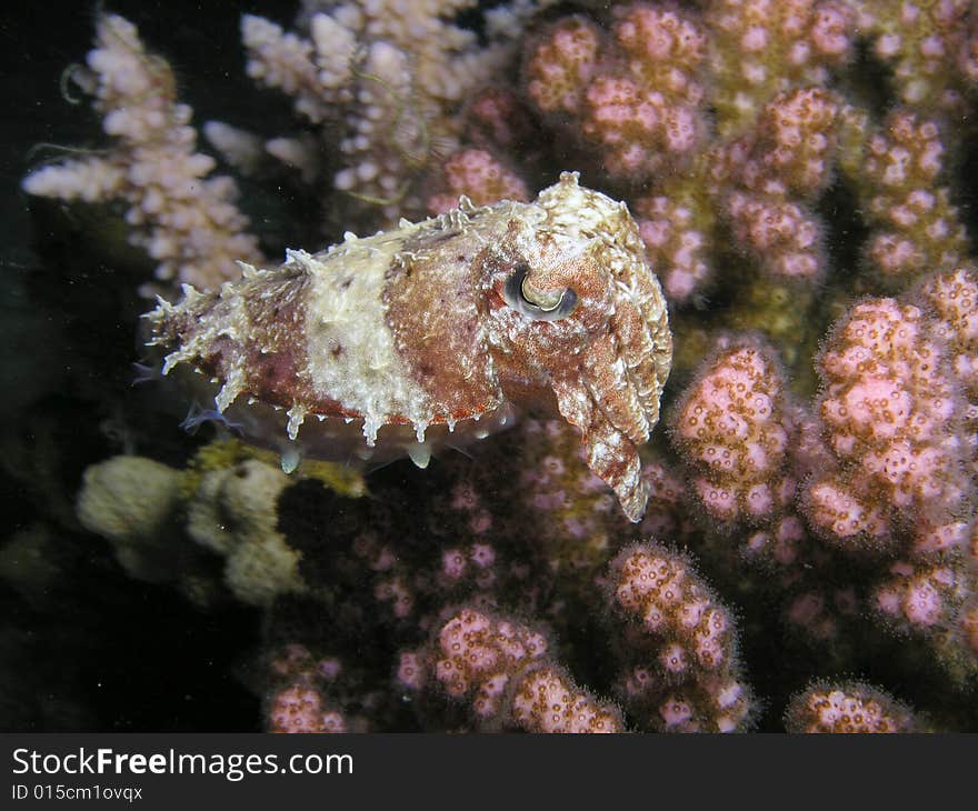 Small cuttlefish close to raspberry coral ,